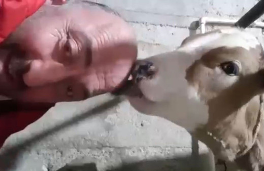 Kelliğe Karadeniz usülü çözüm! Kel kafasını saç çıksın diye buzağıya yalattı