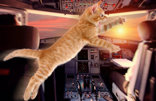 Pilot havada neye uğradığını şaşırdı! Kedi saldırısına uğradı