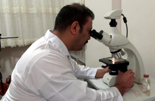 Artvin'de keşfedildi! Türkiye'den başka yerde yetişmiyor