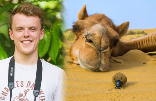 26 yaşındaki gencin fotoğrafları şaşırttı! Devenin peşinden ayrılmıyor! Dışkısını yuvarlayarak...