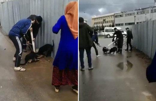 Sultanbeyli’de pitbull dehşeti: Sokak köpeği güçlükle kurtarıldı