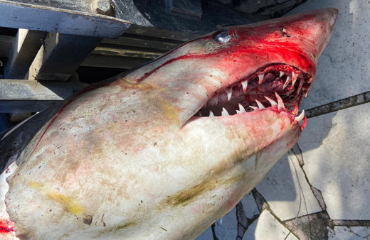 Antalya'da köpek balığı ölüsü sahile vurdu