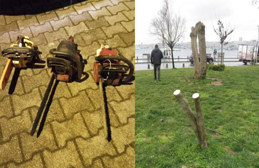 "Bunu yapan insan olamaz" Kız Kulesi'nin karşısındaki ağaçları keserken yakalandılar