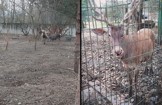 Akıl almaz olay Zonguldak'ta hayvanat bahçesindeki geyiği kaçırıp yediler