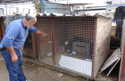 Aydın'da milyonda bir görülen olay: İlk kez böylesini gördüm
