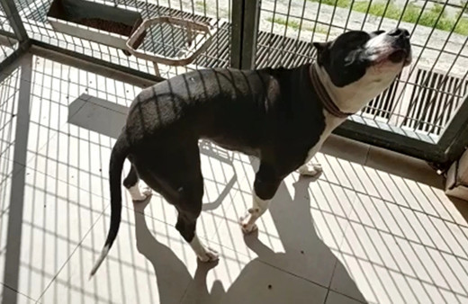 Manisa'da pitbull saldırısına uğrayan 2 polis yaralandı