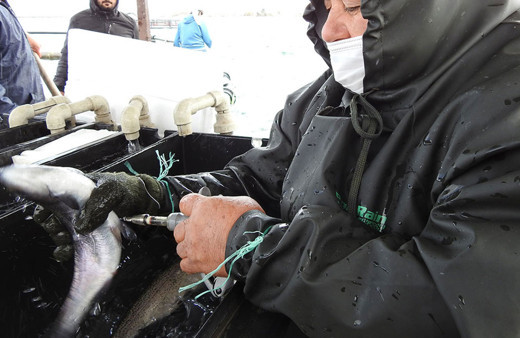 Gaziantep'te milyonlarca balık tek tek aşılanıyor! Her yıl aynısını yapıyorlar