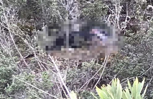 Yanında tabanca bulundu! Manavgat'ta ormanda erkek cesedi şoku!