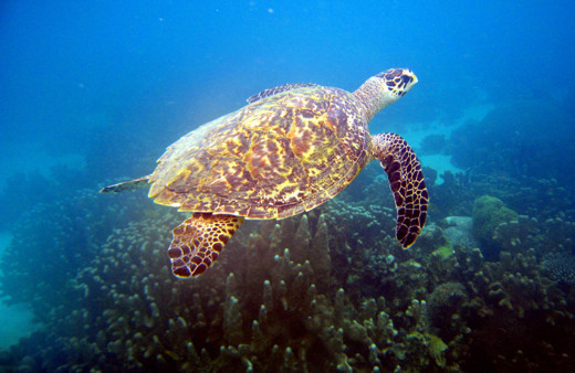 Madagaskar'da deniz kaplumbağası yiyen 19 kişi öldü