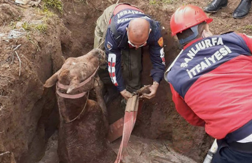 Şanlıurfa'da foseptiğe düşen yarış atını itfaiye kurtardı