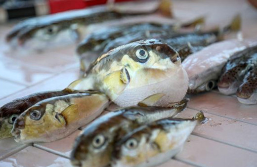 Ekonomik açıdan değerlendirildi! Balon balığının zehri ağrı kesici ilaca dönüşüyor