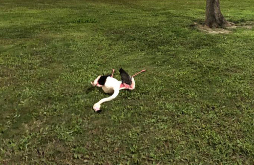 İzmir'de kuş gribi paniği! Sahilde telef olmuş 9 flamingo bulundu