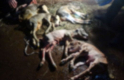 İnanması güç olay! Hakkari'de hasta zannedilip kesilen ineğin karnından 5 buzağı çıktı