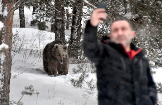 Kars'ta boz ayılar kış uykusundan uyandı! Yiyecek arayışına çıkan ayılarla selfie çekti