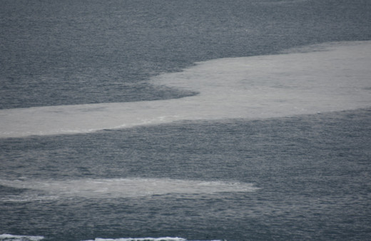 Çanakkale Boğazı'nda korkutan görüntü! Ağlara yapışıyor gözlerini tıkıyor