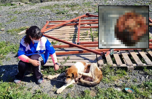 İzmir'de görenler çok üzülmüştü! 2 saatte çıkarıldı büyüklüğü şaşırttı