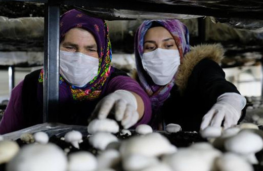Konya Orta Toroslar’da başka kimse yapamıyor! Gelin- kaynana iş arkadaşı oldu