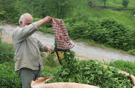 İlk adım Rize'de atıldı! Karadeniz’e 'çay göçü' için 10 gün izole şartı