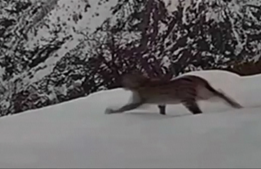 Kırmızı listedeki vaşak Tunceli'de jandarmanın foto kapanına takıldı