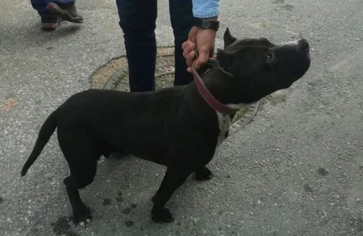Sokakta pitbull gezdirdi 10 bin lira ceza yedi
