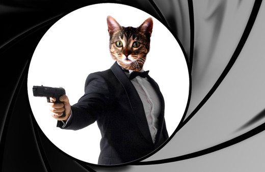 CIA'nın casus kedi projesi yıllar sonra ortaya çıktı