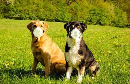 Rusya'dan hayvanlar için Covid-19 aşısı