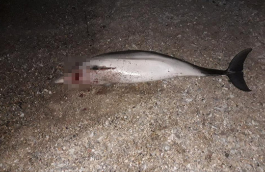 Muğla'da vahşet! Kafasından vurularak öldürüldü