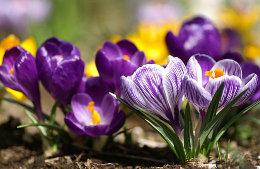 Meteoroloji Profesörü Orhan Şen'den müjde geldi! Bahar 7 Nisan'da başlıyor