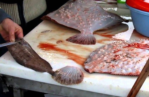 Kalkan balığı kilosu 250 liradan tezgaha giriş yaptı