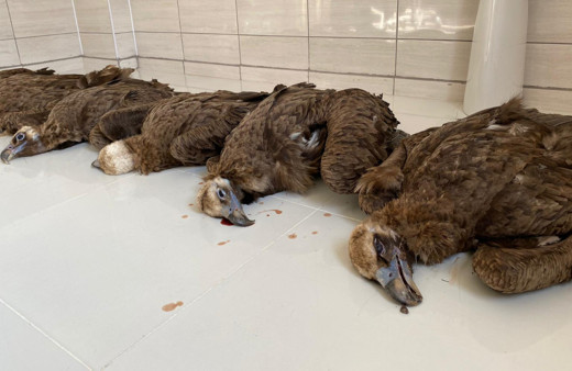 Afyonkarahisar'da koruma altındaki 7 kara akbaba ölü bulundu