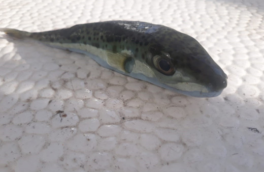 Balıkçıların kabusu balon balığı Marmara Denizi'nde yakalandı