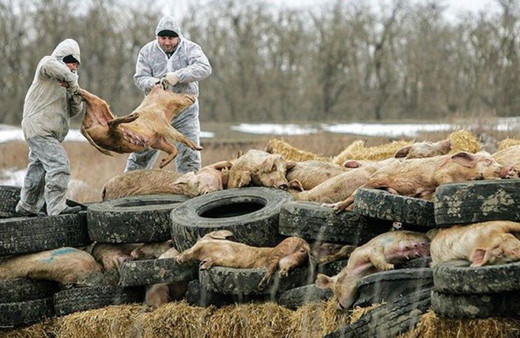 Yine Çin yine yeni bir salgın! Korona bitmeden 'domuz vebası' salgını başladı