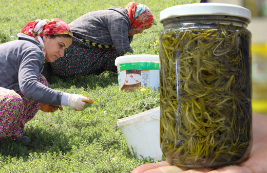 Hatay'da kendiliğinden yetişiyor kilosu 20 TL! Günde 200 kilo topluyorlar