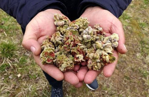 Fındıkta ‘kozalak akarı’ tehlikesi harekete geçirdi! Trabzon'da kilosuna 10 TL ödeniyor