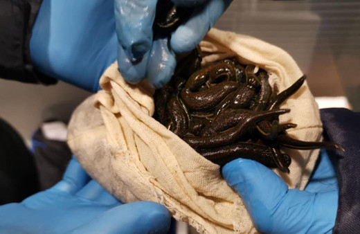 İstanbul'da havalimanında binlerce ele geçirildi! Yurtdışına gidiyordu