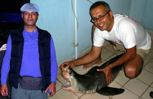 Sakın yemeyin! Hayır için bedavaya dağıtılıyor: Farkında olmadan zehirle dolduruyorsunuz