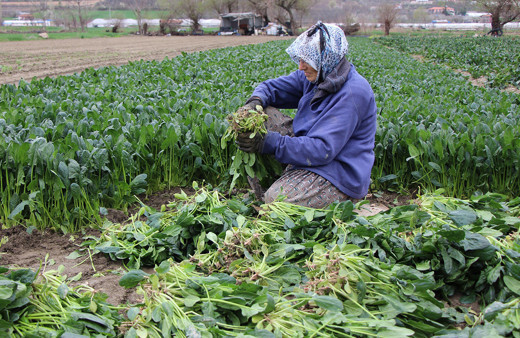 Ispanak tarlada kaldı çiftçi patates çağrısı yaptı! 'Ispanağımı da satın alıp halka dağıtsınlar'