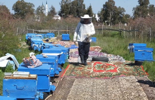 Balıkesir'de arı kovanlarının önüne halı serdi! Sebebini duyan şaştı kaldı
