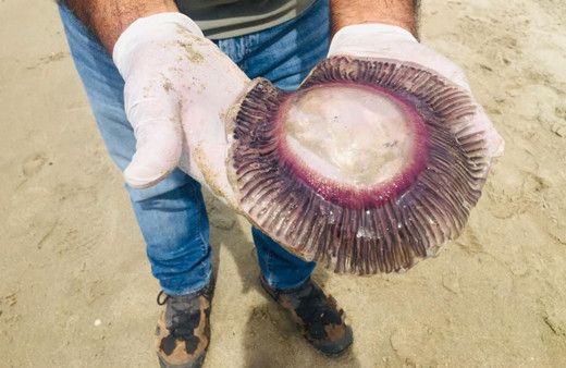 Kuşadası'nda ölü mor denizanaları kıyıya vurdu! Çıplak elle dokunan yanar