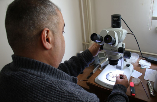 Yeni bir belamız daha oldu ilk olarak Meksika'da görüldü Avrupa'dan sonra Türkiye'ye giriş yaptı