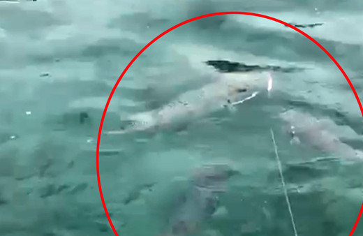 Antalya'da balıkçılar yakaladı videoya çekti: Yazın burada nasıl denize gireceğiz bakalım?