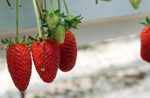 Hatay'da topraksız çilek üretiyor! Yılda ortalama 300 bin lira kazanıyor