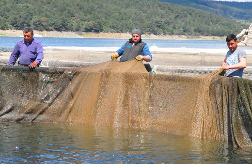 Denizi olmayan Manisa'da üretiliyor sipariş için Avrupa, ABD, Rusya sıraya girdi