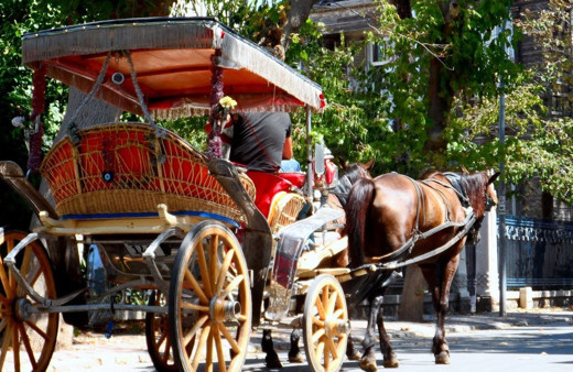 Adalar'dan Hatay’a gönderilen 99 atın kaybolduğu iddiası! Çifte soruşturma başlatıldı