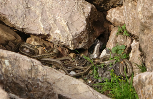 Yüksekova’da sürü halindeki yılanlar ürkütüyor! Sanki Brezilya’nın 'Yılan Adası'