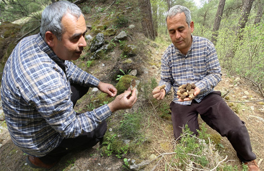 Kilosu 2 bin TL! Antalya'da dağdan toplayıp satıyorlar paraya para demiyorlar