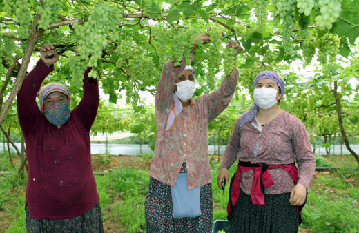 Kilosu 50 TL'den satılıyor! Mersin'de 800 ton hasat bekleniyor
