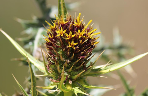 Van'da keşfedildi sayısı 19'a çıktı! Babillerde saray yemeği olarak kullanılıyordu