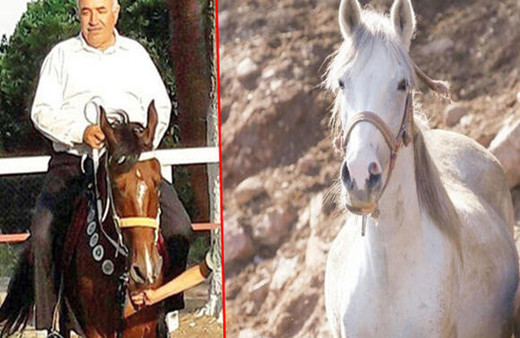 Kayıp atlar çiftlikte iddiası! İstifa eden başkan 'sucuk olmadılar, kaçtılar' dedi