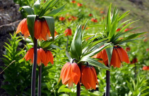 Muş'ta görülen ters laleleri koparanlara 80 bin lira para cezası